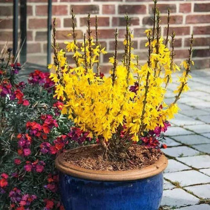 Bodur altınçanak Forsythia 'Mini Gold' 1-2 yaş - Bahçevilya