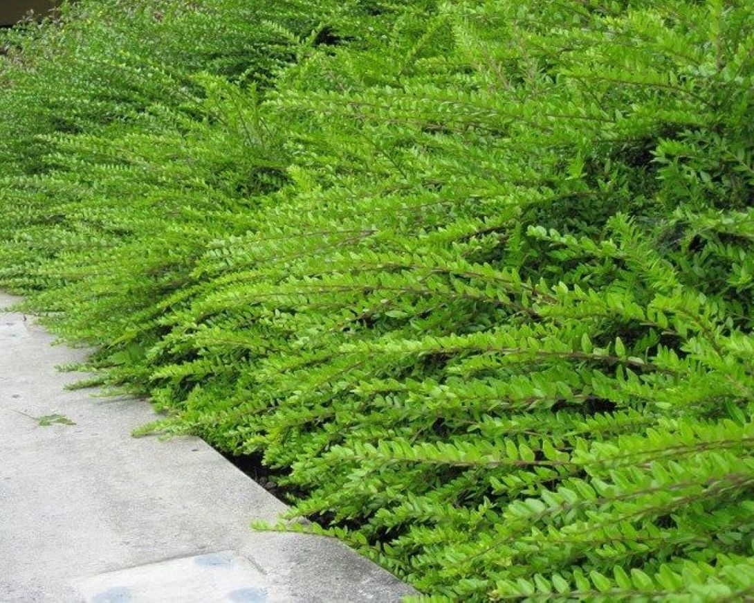 Bodur Hanımeli [lonicera Nitida] Fidanı Bodur Çit Bitkisi 1 - 2 yaş arası saksılı - Bahçevilya
