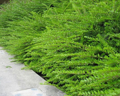 Bodur Hanımeli [lonicera Nitida] Fidanı Bodur Çit Bitkisi 1 - 2 yaş arası saksılı - Bahçevilya