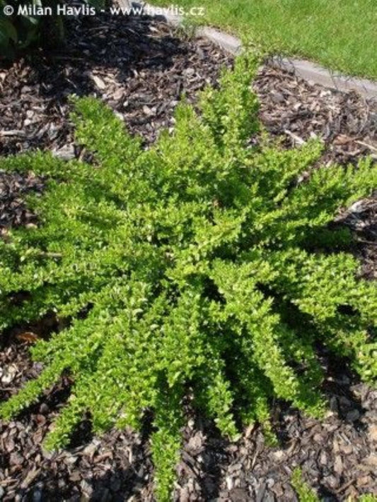 Bodur Hanımeli [lonicera Nitida] Fidanı Bodur Çit Bitkisi 1 - 2 yaş arası saksılı - Bahçevilya