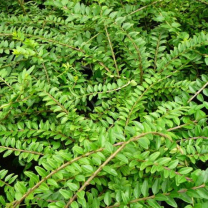 Bodur Hanımeli [lonicera Nitida] Fidanı Bodur Çit Bitkisi 1 - 2 yaş arası saksılı - Bahçevilya