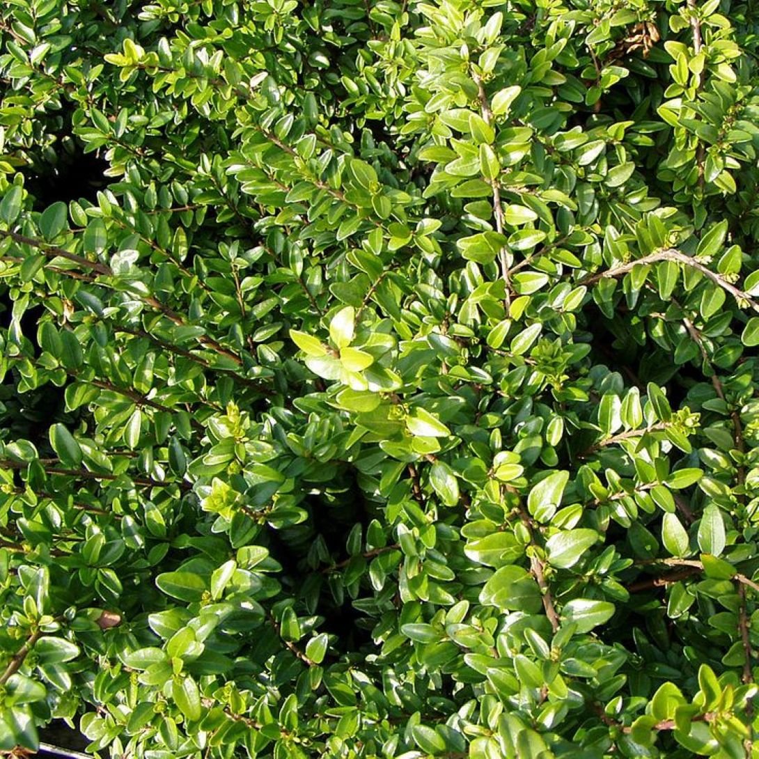 Bodur Hanımeli [lonicera Nitida] Fidanı Bodur Çit Bitkisi 1 - 2 yaş arası saksılı - Bahçevilya