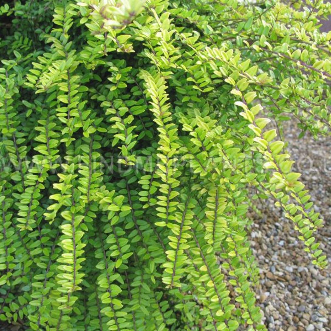 Bodur Hanımeli [lonicera Nitida] Fidanı Bodur Çit Bitkisi 1 - 2 yaş arası saksılı - Bahçevilya
