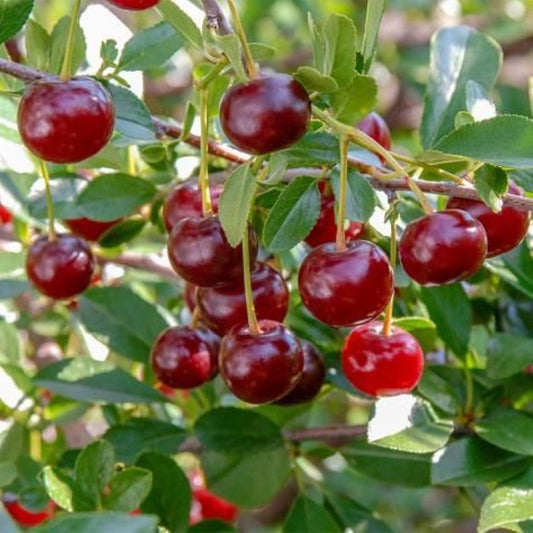 Bodur Vişne fidanı 1 - 2 yaş arası saksılı - Bahçevilya