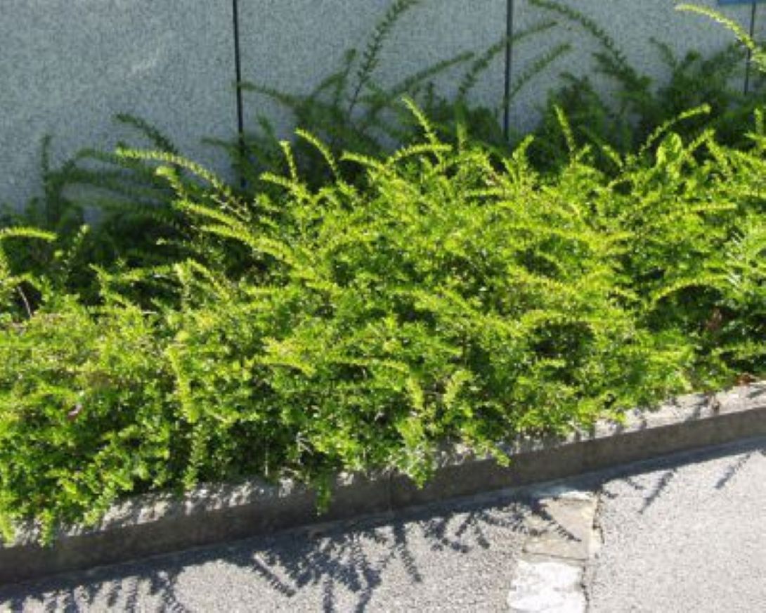Bodur Hanımeli [lonicera Nitida] Fidanı Bodur Çit Bitkisi 1-2 yaş arası saksılı