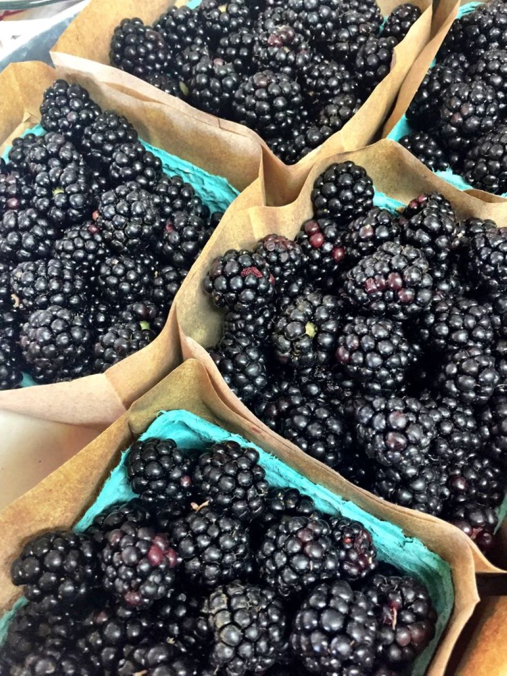 Bahçevilya Jumbo Böğürtlen Fidanı (Rubus fruticosus) saksılı 1-2 yaş arası - Bahçevilya 