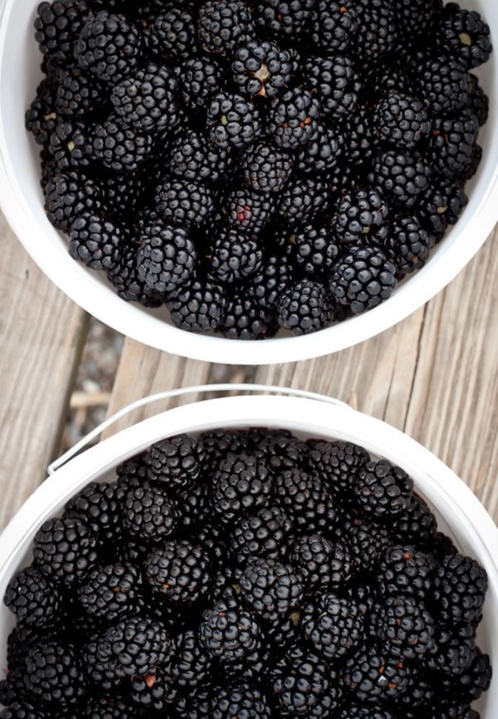 Bahçevilya Jumbo Böğürtlen Fidanı (Rubus fruticosus) saksılı 1-2 yaş arası - Bahçevilya 