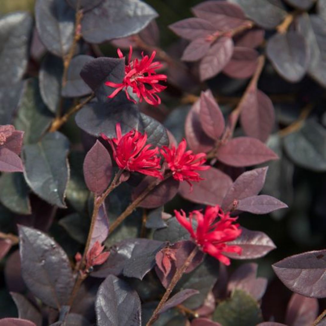 Bordo Yapraklı Lorepetalum Fidanı 1 - 2 yaş arası saksılı - Bahçevilya