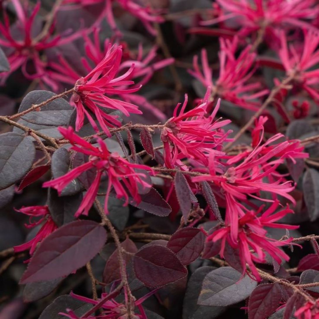 Bordo Yapraklı Lorepetalum Fidanı 1 - 2 yaş arası saksılı - Bahçevilya
