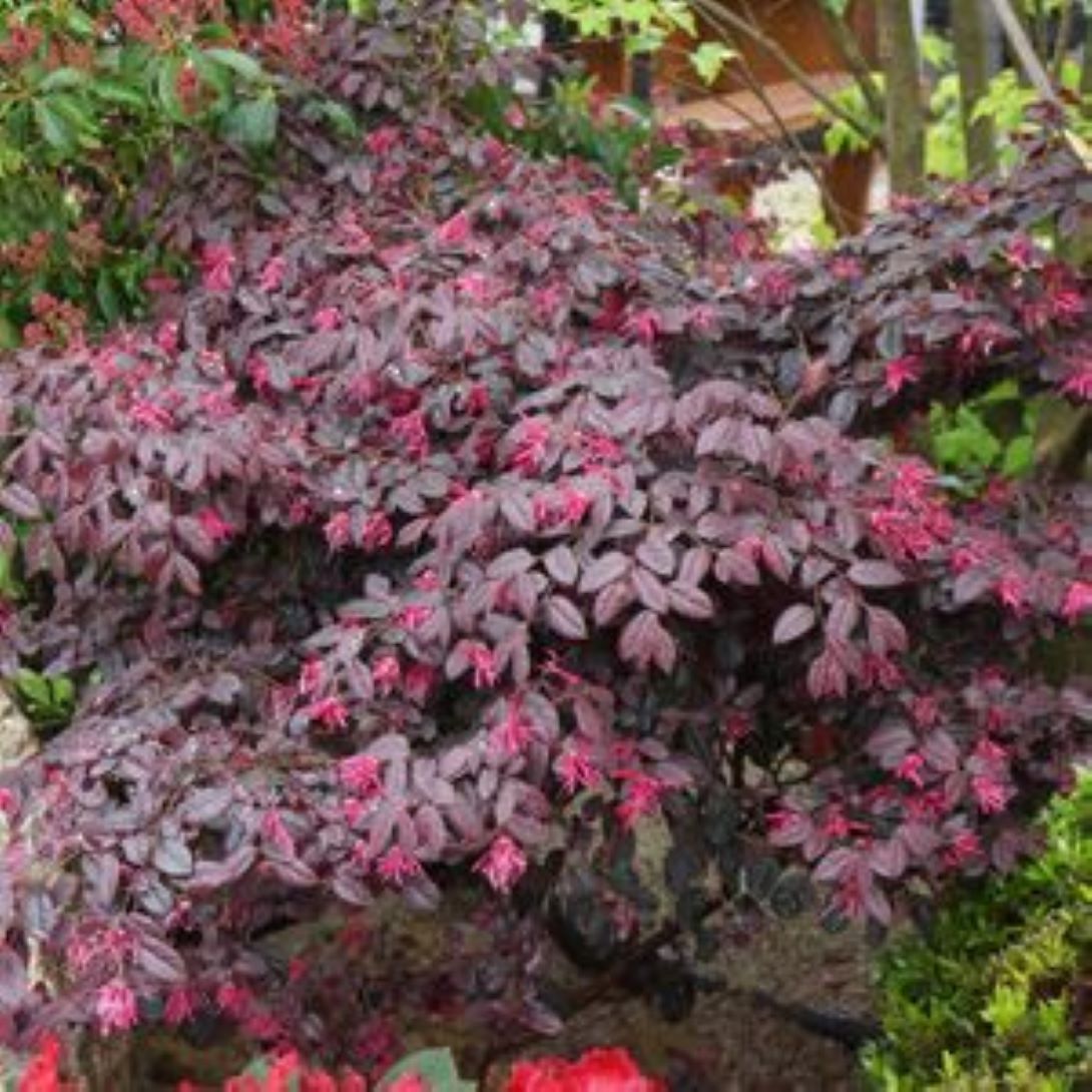 Bordo Yapraklı Lorepetalum Fidanı 1 - 2 yaş arası saksılı - Bahçevilya