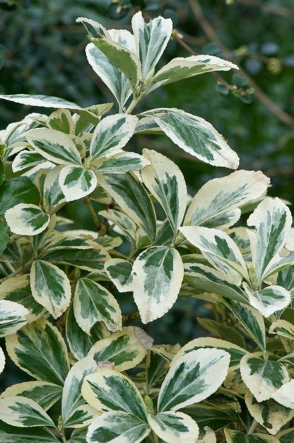 Bahçevilya Bravo Gümüşi Taflan (Euonymus japonicus) Fidanı  1-2 yaş arası - Bahçevilya 