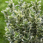 Bahçevilya Bravo Gümüşi Taflan (Euonymus japonicus) Fidanı  1-2 yaş arası - Bahçevilya 