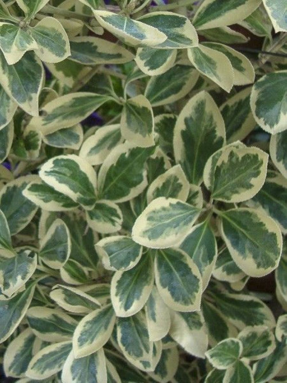 Bahçevilya Bravo Gümüşi Taflan (Euonymus japonicus) Fidanı  1-2 yaş arası - Bahçevilya 