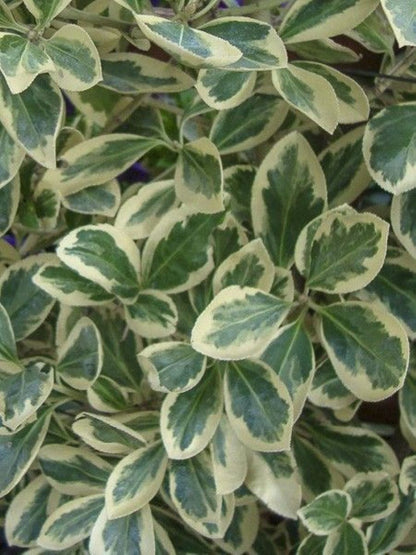 Bahçevilya Bravo Gümüşi Taflan (Euonymus japonicus) Fidanı  1-2 yaş arası - Bahçevilya 