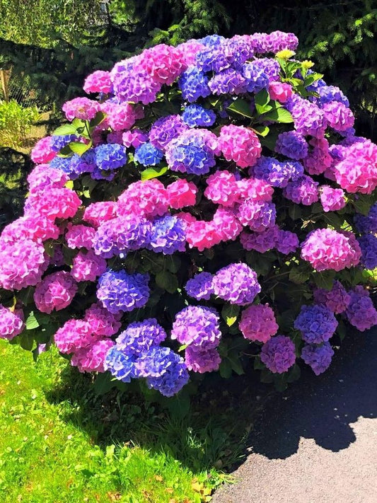 Bahçevilya Ortanca Çiçeği Fidanı Tüplü Karışık Renkli Cinsi [hydrangea Macrobhylla] 1-2 yaş arası - Bahçevilya 
