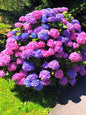 Bahçevilya Ortanca Çiçeği Fidanı Tüplü Karışık Renkli Cinsi [hydrangea Macrobhylla] 1-2 yaş arası - Bahçevilya 