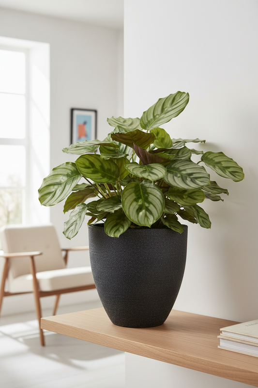 Calathea Orbifolia in Silva 040