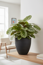 Calathea Orbifolia in Silva 040