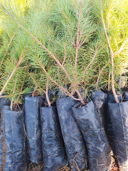 Bahçevilya Çam Fidanı Pinus 40 cm Boy 1-2 yaş arası tüplü - Bahçevilya 