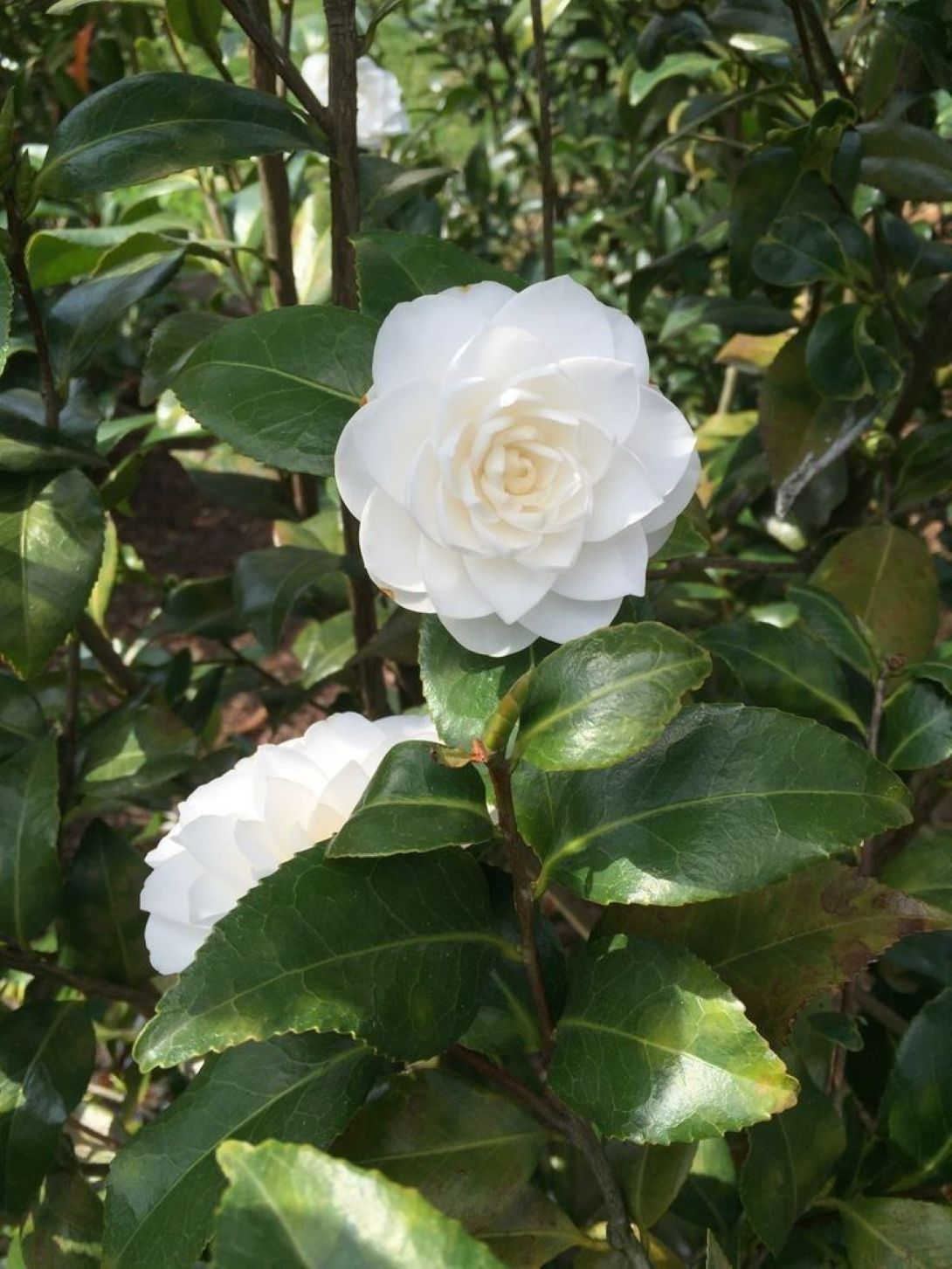 Camellia japonica Beyaz Kamelya Fidanı 60 - 100 cm 2 - 3 yaş arası - Bahçevilya