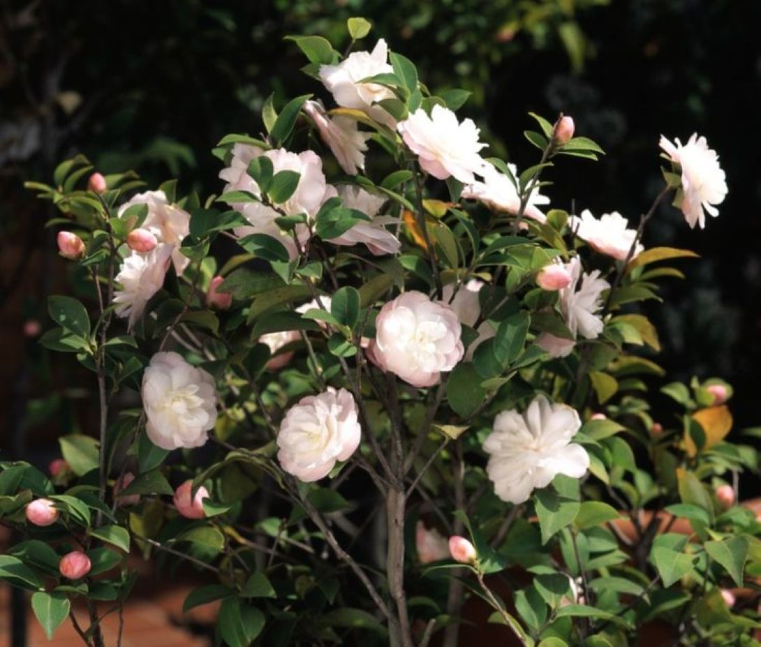 Camellia japonica Beyaz Kamelya Fidanı 60 - 100 cm 2 - 3 yaş arası - Bahçevilya