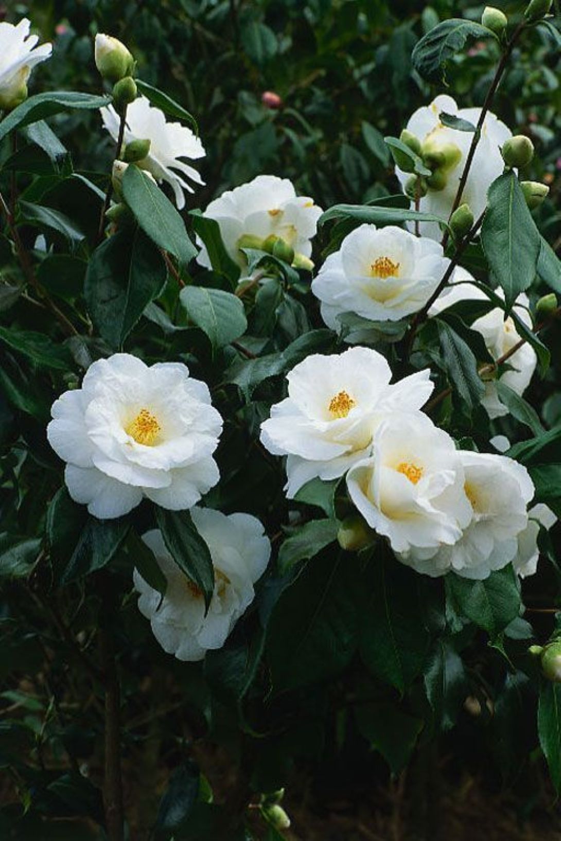 Camellia japonica Beyaz Kamelya Fidanı 60 - 100 cm 2 - 3 yaş arası - Bahçevilya