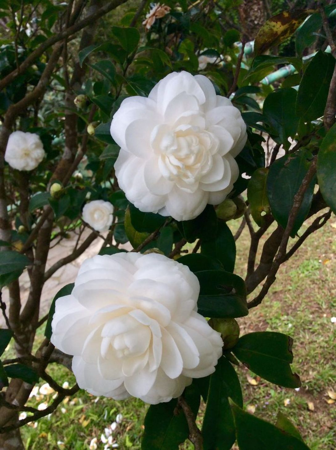 Camellia japonica Beyaz Kamelya Fidanı 60 - 100 cm 2 - 3 yaş arası - Bahçevilya