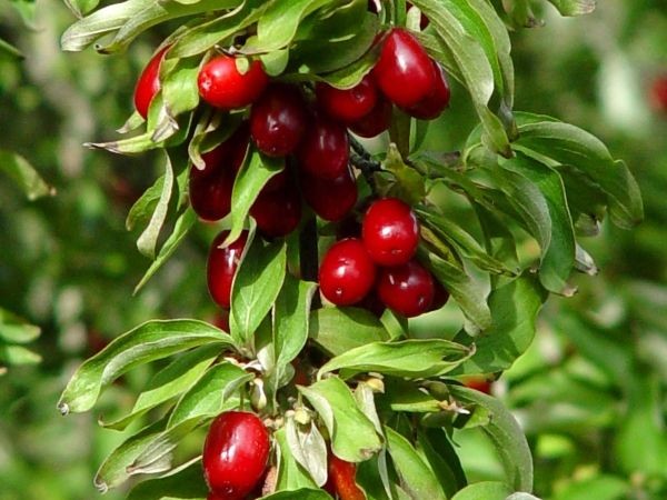 Bahçevilya Kızılcık fidanı 30 50 cm 1-2 Yaş Arası - Bahçevilya 