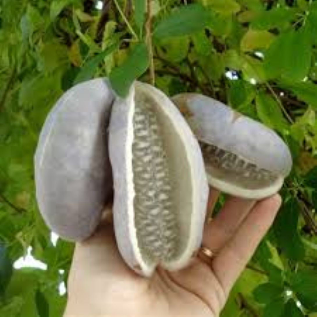 Çikolata Sarmaşığı Fidanı 30 - 50 cm 1 - 2 yaş arası - Bahçevilya