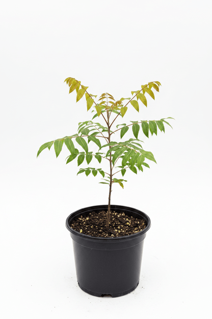 Çitlenbik Menengiç Pistacia Terebinthus Fidanı 1-2 Yaş - Bahçevilya