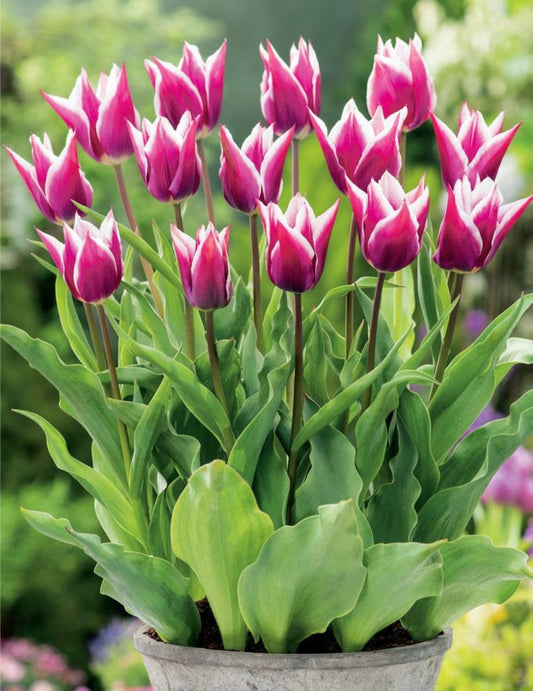 Claudia Lale Soğanı – Mor ve Beyaz Renkli (5 Adet) - Bahçevilya