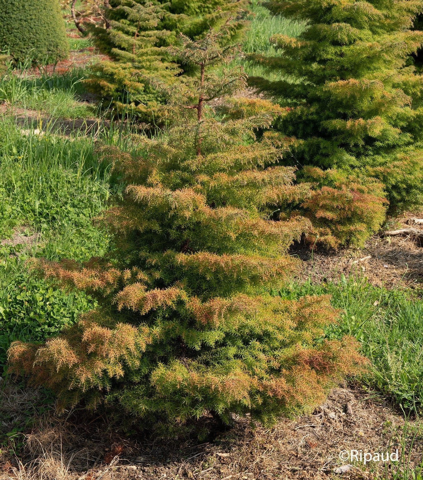 Cryptomeria japonica Elegans Kadife Çam fidanı 40 - 60 cm arası - Bahçevilya