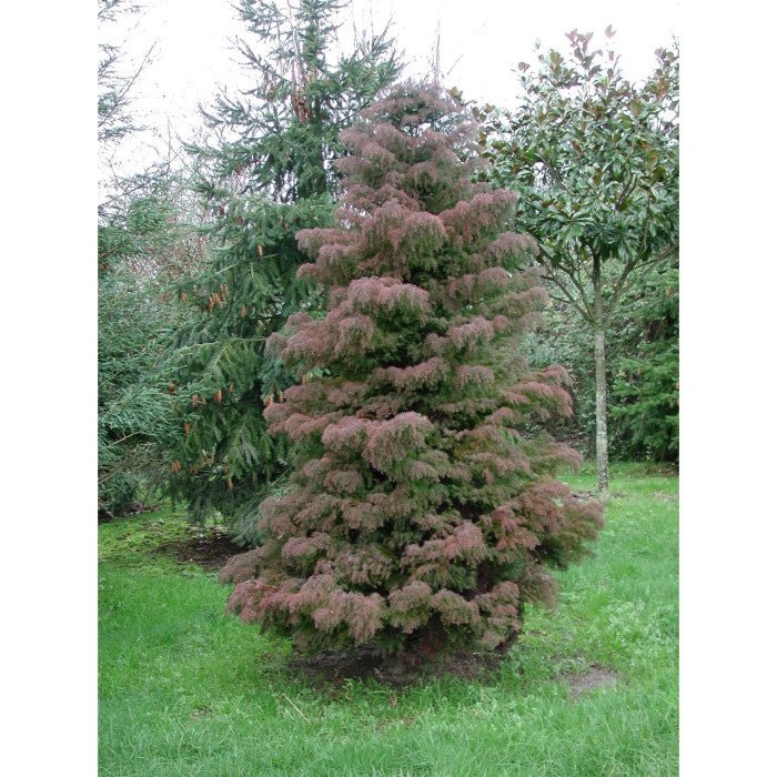 Cryptomeria japonica Elegans Kadife Çam fidanı 40 - 60 cm arası - Bahçevilya