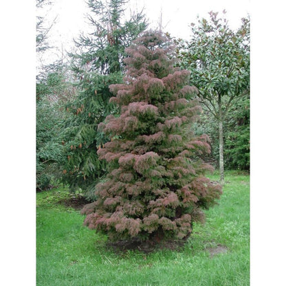 Cryptomeria japonica Elegans Kadife Çam fidanı 40 - 60 cm arası - Bahçevilya