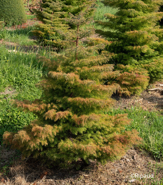 Cryptomeria japonica Elegans Kadife Çam fidanı 40-60 cm arası