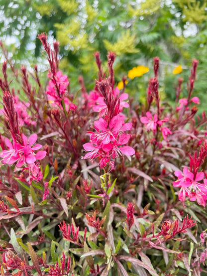 2 Yaşında Tüplü Pembe Çiçekli Gaura Fidanı (Gaura lindheimeri) - Zarif ve Uzun Ömürlü Bahçe Çiçeği