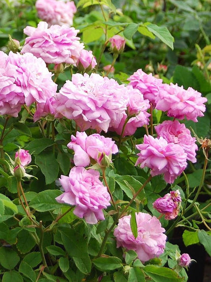 Dikensiz Isparta Gülü Orjinal Reçellik Yenilebilir fidan 1 - 2 yaş arası saksılı - Bahçevilya