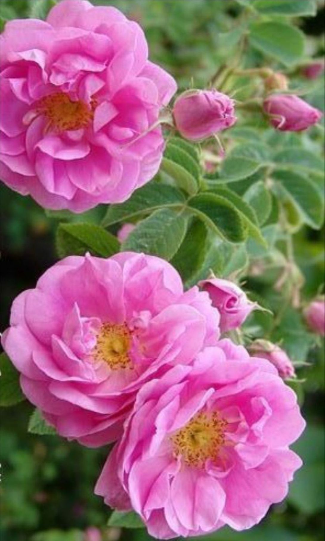 Dikensiz Isparta Gülü Orjinal Reçellik Yenilebilir fidan 1 - 2 yaş arası saksılı - Bahçevilya