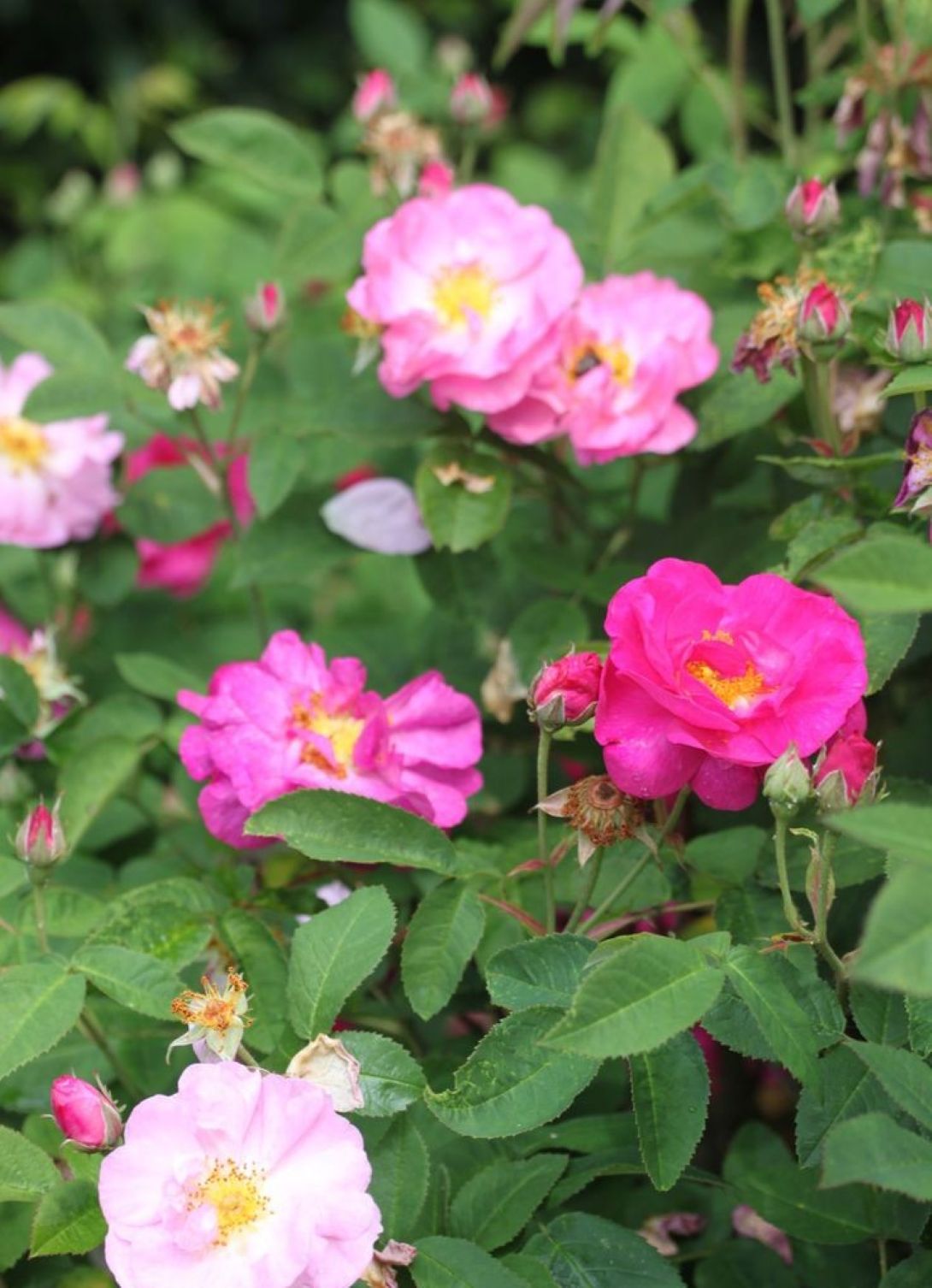 Dikensiz Isparta Gülü Orjinal Reçellik Yenilebilir fidan 1 - 2 yaş arası saksılı - Bahçevilya