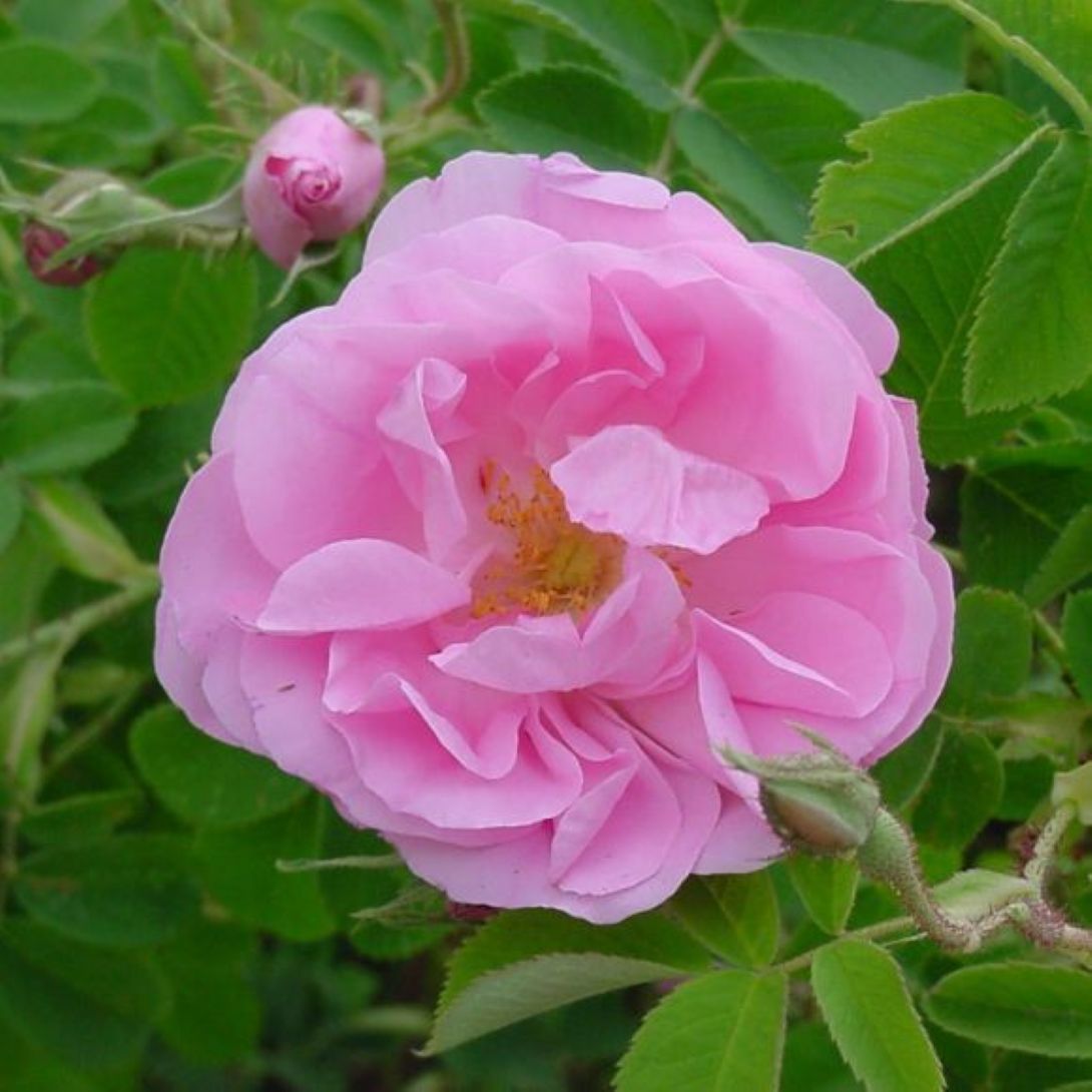 Dikensiz Isparta Gülü Orjinal Reçellik Yenilebilir fidan 1 - 2 yaş arası saksılı - Bahçevilya