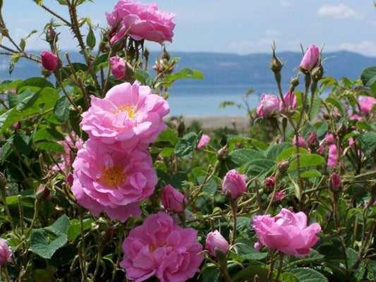 Dikensiz Isparta Gülü Orjinal Reçellik Yenilebilir fidan 1 - 2 yaş arası saksılı - Bahçevilya