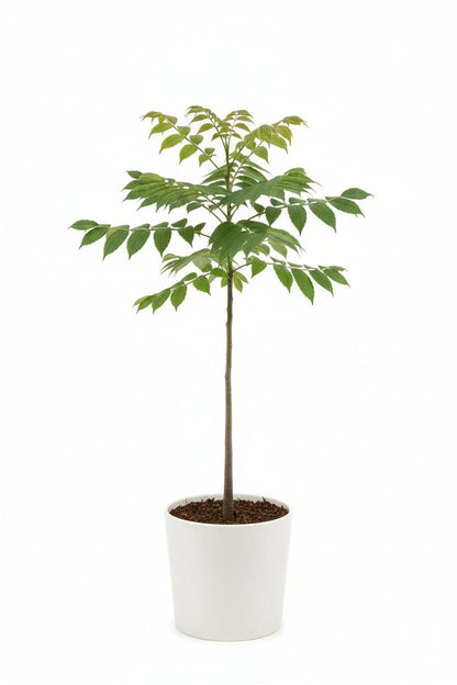 Dişbudak Ağacı Fidanı 50 - 70 cm - Bahçevilya