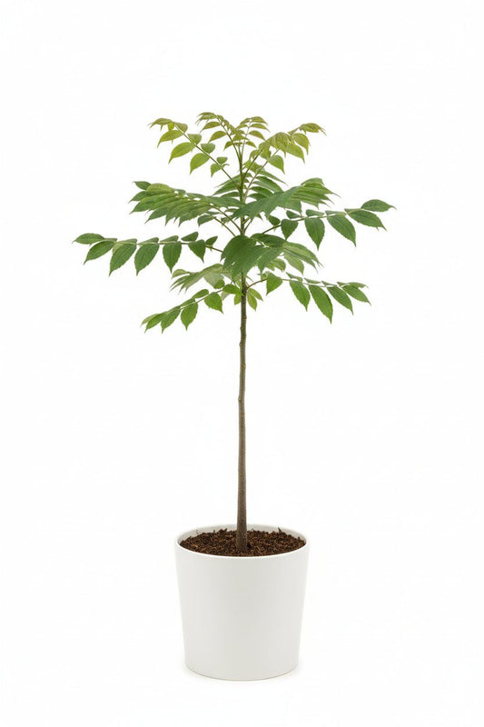 Dişbudak Ağacı Fidanı 50 - 70 cm - Bahçevilya