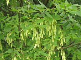 Dişbudak Ağacı Fidanı 50 - 70 cm - Bahçevilya