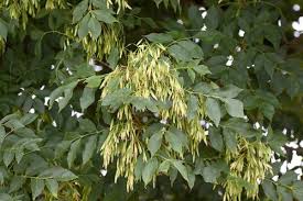 Dişbudak Ağacı Fidanı 50 - 70 cm - Bahçevilya