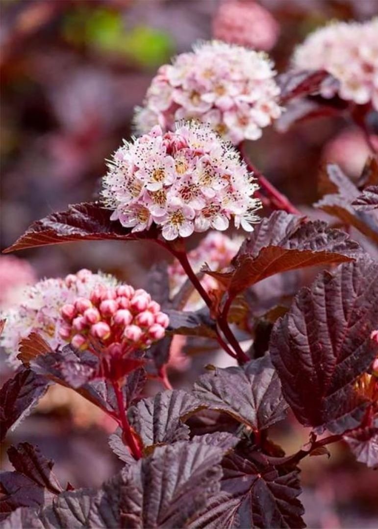 Bahçevilya Kırmızı Yapraklı Dokuz Kabuk Çalısı (Physocarpus opulifolius) 1 Yaşında üretim saksısında - Bahçevilya 