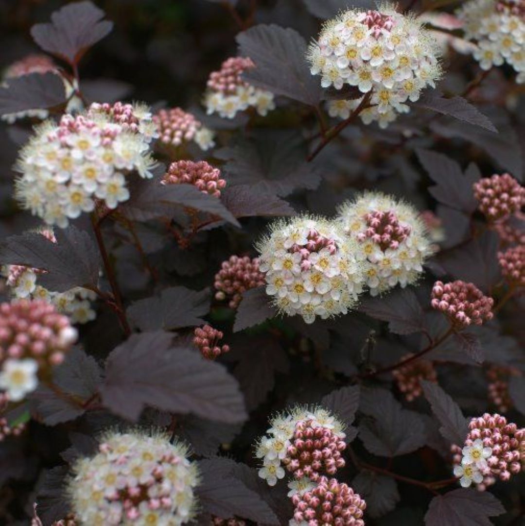 Bahçevilya Kırmızı Yapraklı Dokuz Kabuk Çalısı (Physocarpus opulifolius) 1 Yaşında üretim saksısında - Bahçevilya 