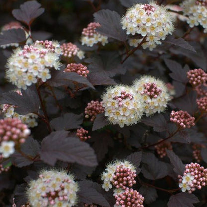 Bahçevilya Kırmızı Yapraklı Dokuz Kabuk Çalısı (Physocarpus opulifolius) 1 Yaşında üretim saksısında - Bahçevilya 