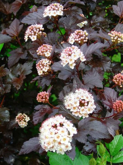Bahçevilya Kırmızı Yapraklı Dokuz Kabuk Çalısı (Physocarpus opulifolius) 1 Yaşında üretim saksısında - Bahçevilya 
