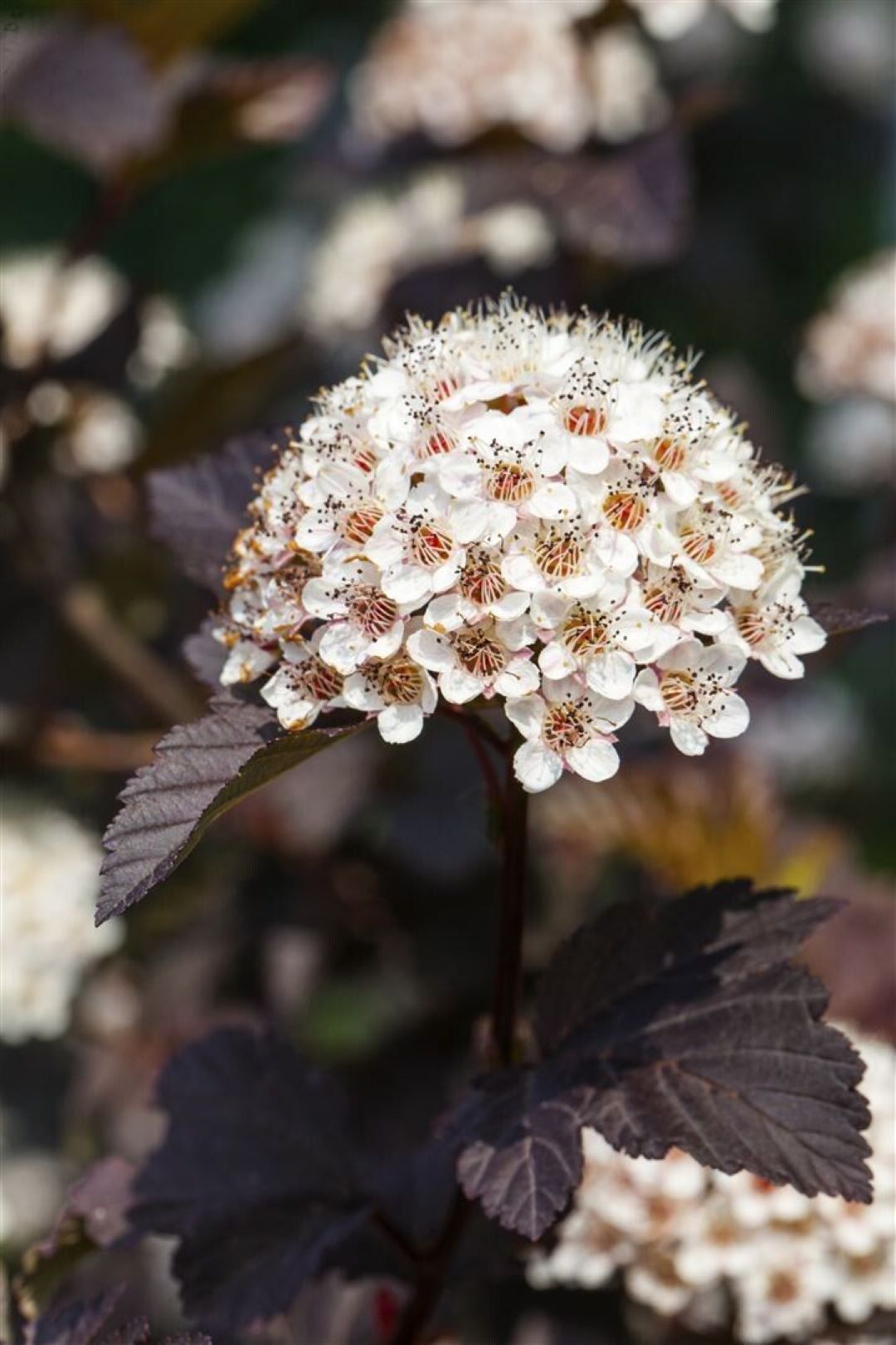Bahçevilya Kırmızı Yapraklı Dokuz Kabuk Çalısı (Physocarpus opulifolius) 1 Yaşında üretim saksısında - Bahçevilya 